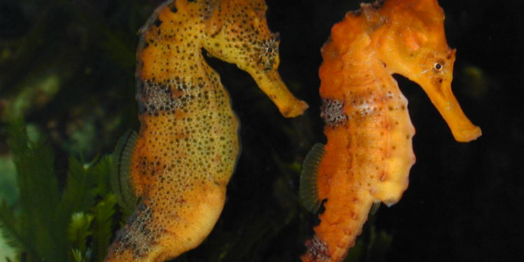 У морских коньков обнаружили ген мужской беременности