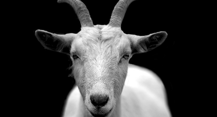 Не пропадать же добру? И козел-гей на что-нибудь сгодится – так решили в одном из хозяйств на Урале