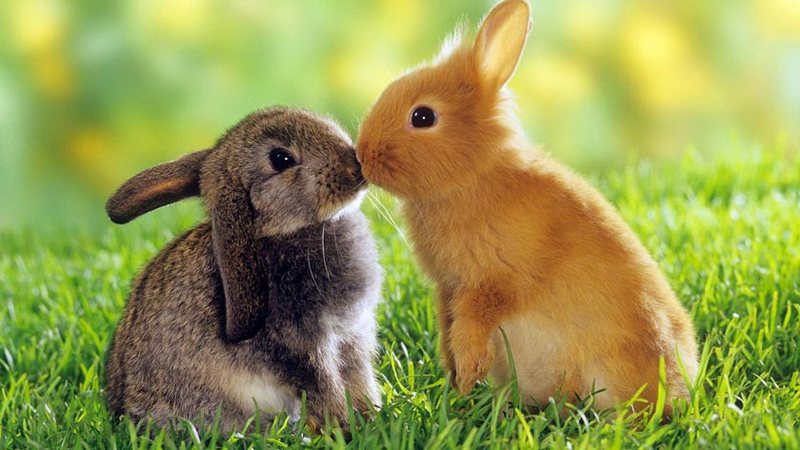 «Кролики – это не только ценный мех»: в Первомайске пенсионерка лишилась 8 кролей 1
