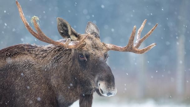 С лосем наперегонки. В США на шоссе прошел необычный забег