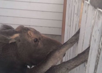 Любопытного лося пришлось спасать из плена