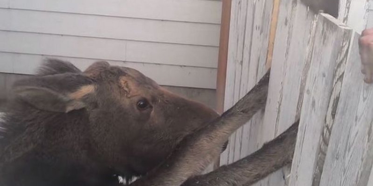 Любопытного лося пришлось спасать из плена