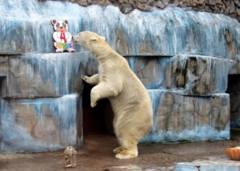 В Николаевском зоопарке отметили день рождения Нанука