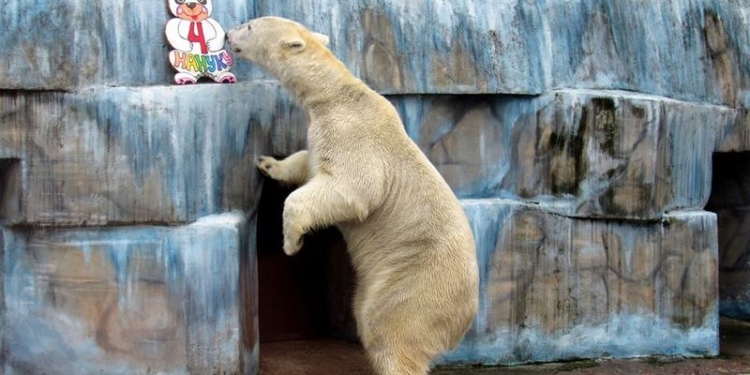 В Николаевском зоопарке отметили день рождения Нанука