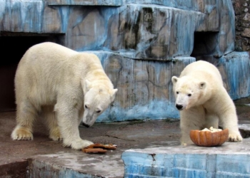 В Николаевском зоопарке отметили день рождения Нанука