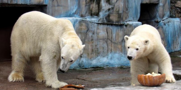 В Николаевском зоопарке отметили день рождения Нанука
