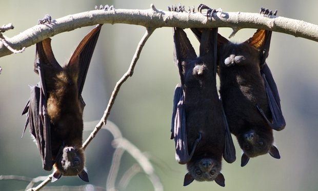 У нас зима, а в Австралии от жары падают летучие мыши