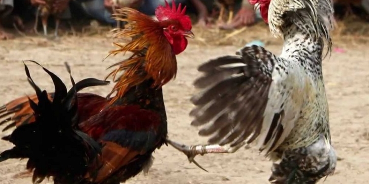 Топтать и кукарекать. Что год грядущий нам готовит