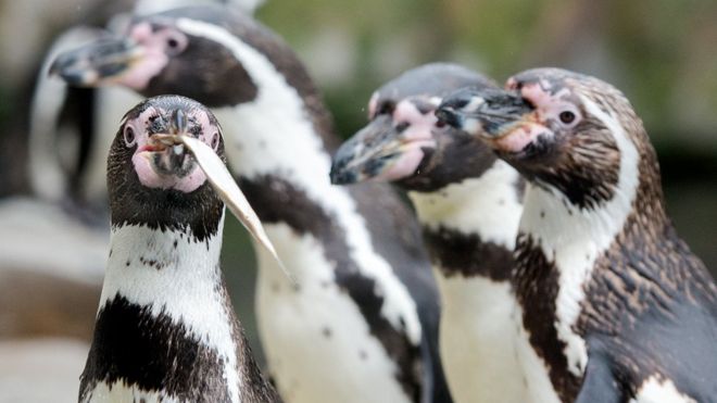 Стресс убивает. В Канадском зоопарке в панике утонули 7 пингвинов 1