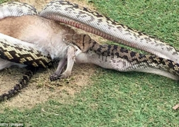 Гигантский питон сожрал кенгуру прямо на поле гольфа