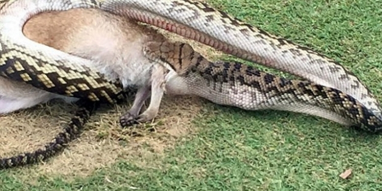 Гигантский питон сожрал кенгуру прямо на поле гольфа