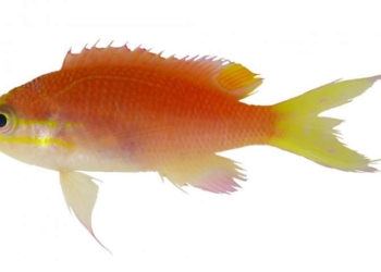 В честь Барака Обамы назвали маленькую розовую рыбку