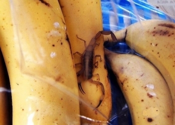 Сходил за бананами: в Беларуси скорпион ужалил покупателя в магазине фруктов