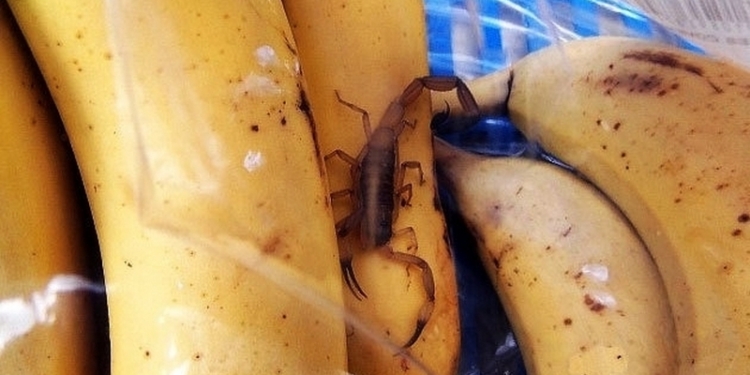 Сходил за бананами: в Беларуси скорпион ужалил покупателя в магазине фруктов