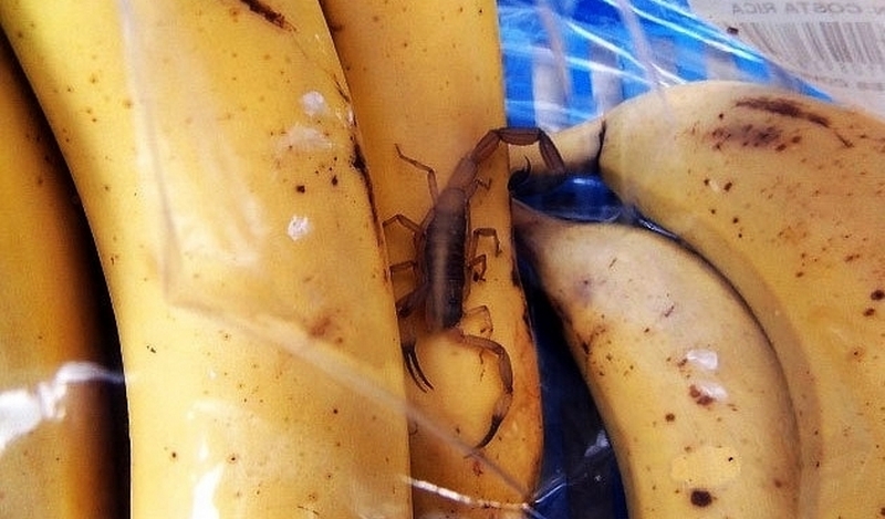 Сходил за бананами: в Беларуси скорпион ужалил покупателя в магазине фруктов 1