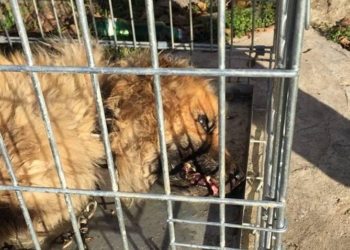 Сотрудники николаевского “Центра защиты животных” отобрали двух овчарок у жестокого хозяина