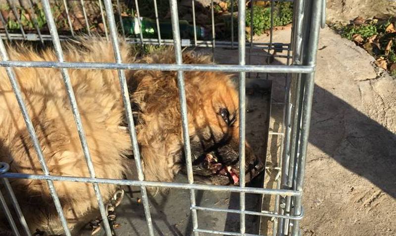 Сотрудники николаевского "Центра защиты животных" отобрали двух овчарок у жестокого хозяина 4