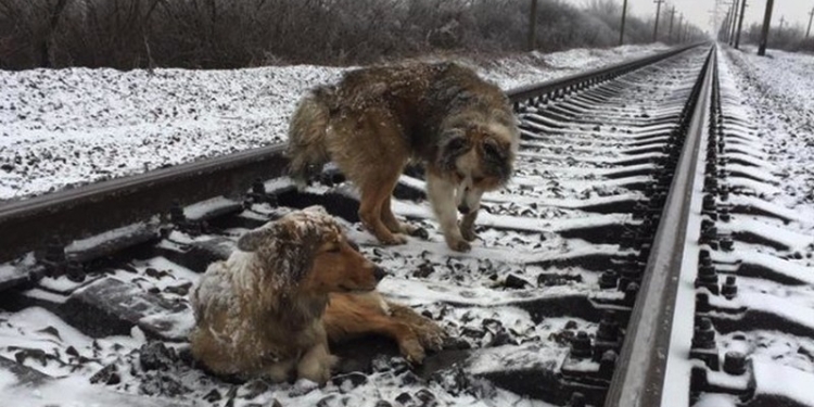 Образец верности: на Закарпатье пес двое суток на железнодорожных путях согревал раненую поездом подругу