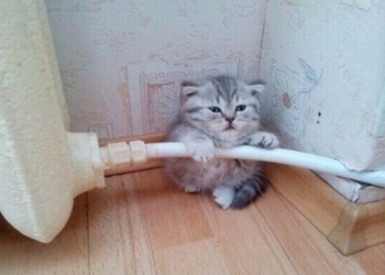 Циня сняла порчу с золотыми сережками и получила 2,5 года тюрьмы