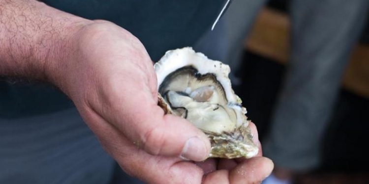 Во Франции начали производство устриц-шпионок