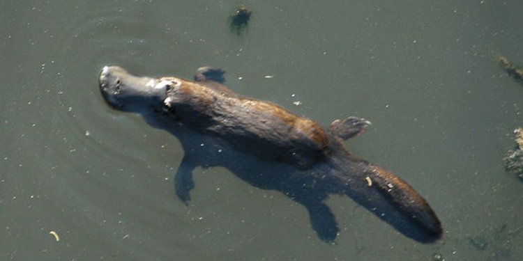 Австралийцы хотят использовать гормоны ехидны и утконоса для лечения сахарного диабета