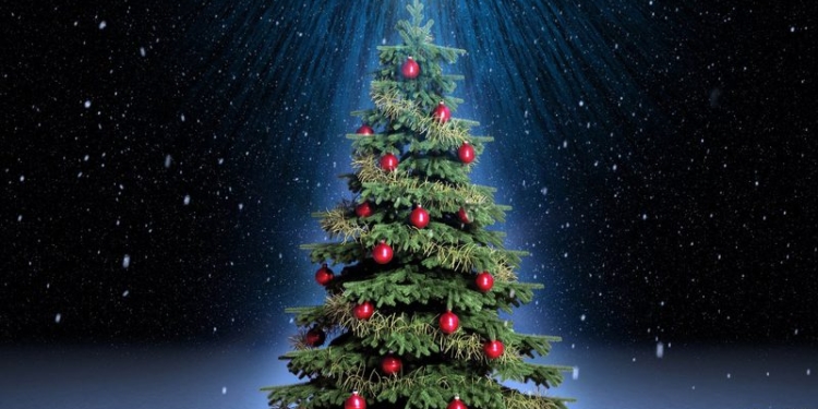 Главную елку Украины привезут с Прикарпатья: ей 82 года, а высота – 26 метров