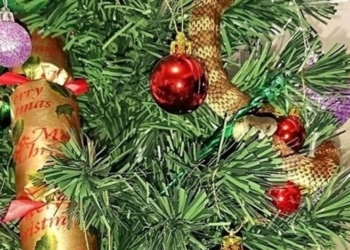 В Австралии ядовитая змея заползла в дом и притворилась гирляндой на рождественской елке