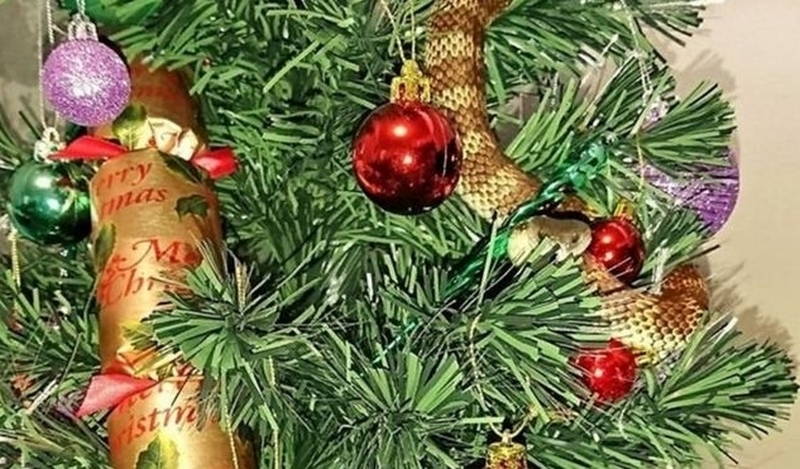 В Австралии ядовитая змея заползла в дом и притворилась гирляндой на рождественской елке 1