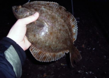 Три поросенка и два мешка глося. В Очакове задержали браконьера в странной компании