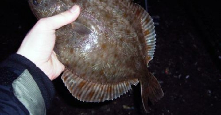 Три поросенка и два мешка глося. В Очакове задержали браконьера в странной компании