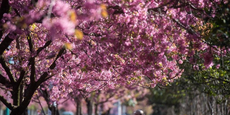 В южном Китае зацвели зимние вишни