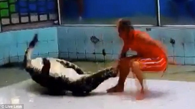 И зрители ужаснулись: на крокодильем шоу в Пхукете крокодил схватил дрессировщика за руку