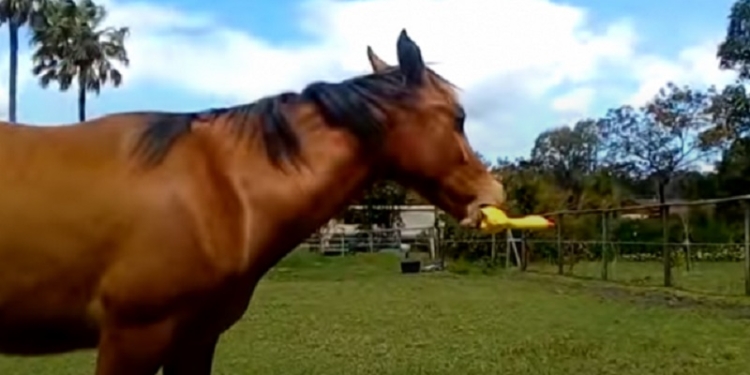 Игрушки нужны всем. Лошади – не исключение