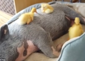 Почти также уютно, как рядом с мамой-уткой: трем утятам свинья заменила «родное крыло»