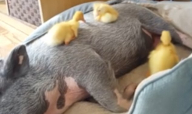 Почти также уютно, как рядом с мамой-уткой: трем утятам свинья заменила «родное крыло»