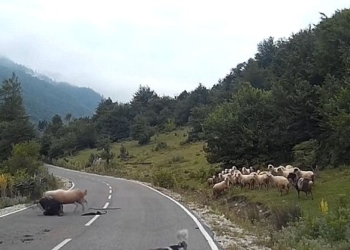 Паршивая овца всегда найдется: женщину-пастуха чуть не затоптал ее же подопечный