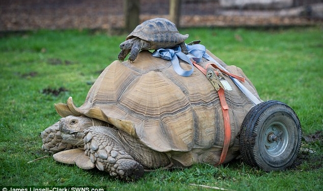 Пострадал ради продолжения рода: 22-летний самец черепахи после бурного секса заработал ранний артрит и “пересел” на колеса