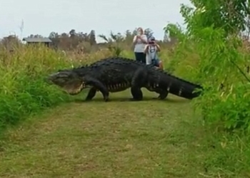 Уверенный в себе парниша: гигантский аллигатор по прозвищу «Горбатый» не обращает внимания на туристов