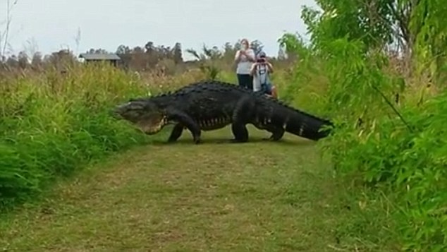 Уверенный в себе парниша: гигантский аллигатор по прозвищу «Горбатый» не обращает внимания на туристов 1