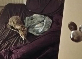 Видимо, ей понравилось: дикая лиса дважды вернулась в один из домов в Лондоне