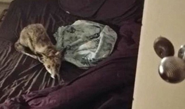 Видимо, ей понравилось: дикая лиса дважды вернулась в один из домов в Лондоне