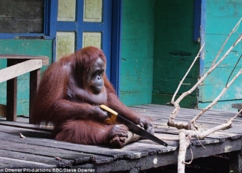 Из кого труд сделал человека? Орангутанг подсмотрел за строителями, как они используют пилу, и взял в руки инструмент