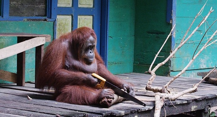 Из кого труд сделал человека? Орангутанг подсмотрел за строителями, как они используют пилу, и взял в руки инструмент