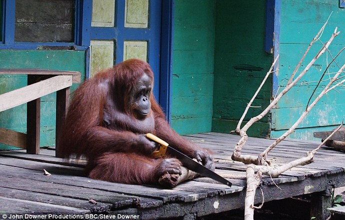 Из кого труд сделал человека? Орангутанг подсмотрел за строителями, как они используют пилу, и взял в руки инструмент 1