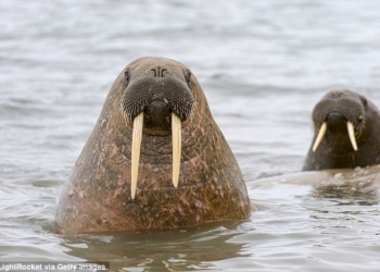 Моржи и птицы – все равно, что кошки-мышки