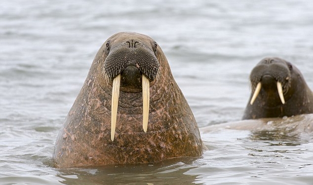Моржи и птицы – все равно, что кошки-мышки