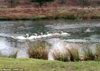 Лебедь-ледокол: этой группе лебедей в Англии с вожаком повезло