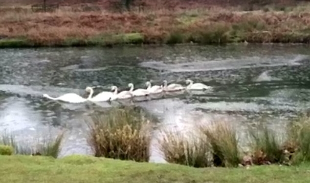 Лебедь-ледокол: этой группе лебедей в Англии с вожаком повезло