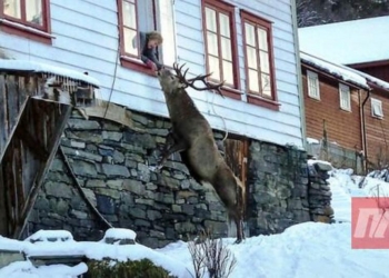 В знак благодарности: спасенный от охотников олень приходит к норвежской семье