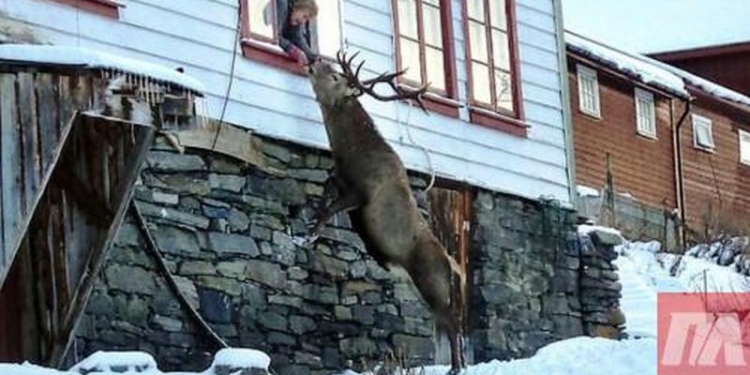 В знак благодарности: спасенный от охотников олень приходит к норвежской семье